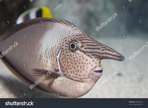 Sea Nose Fish In A Aquarium Stock Photo 28838642 : Shutterstock