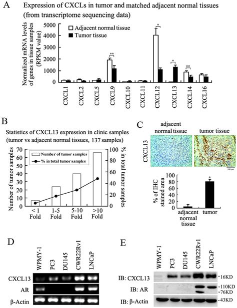 Expression Of Cxcl In Pca Tissues And Cell Lines A Expression Of