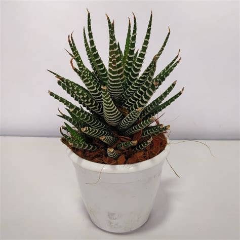 Haworthia Fasciata Zebra Plant Nurserybuy