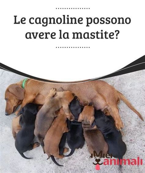 Le Cagnoline Possono Avere La Mastite My Animals Cagnolini