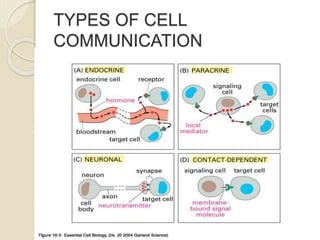 Cell communication and signaling | PPT