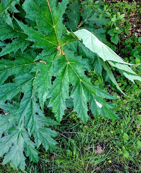 Riesen B Renklau Herkulesstaude Heracleum Mantegazzianum Flickr