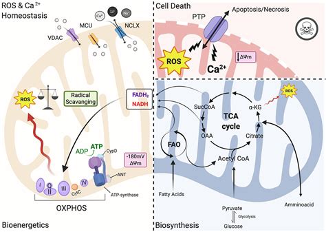 Frontiers Mitochondrial Function And Dysfunction In Dilated