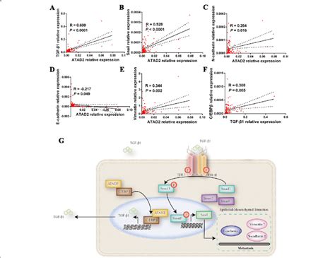 Atad2 Is Positively Correlated With Tgf β1 Signaling Pathway In Escc Download Scientific