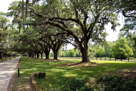 Boone Hall Plantation and Gardens: What to Look for Here