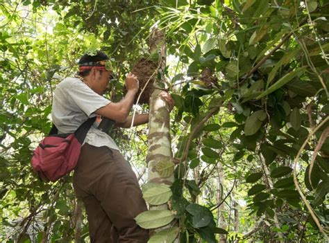 World's biggest bee spotted alive for the first time in decades | CBC News