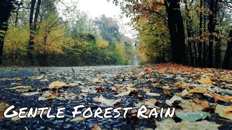 Gentle Forest Rain Rain Sounds For Relaxing Sleep Insomnia