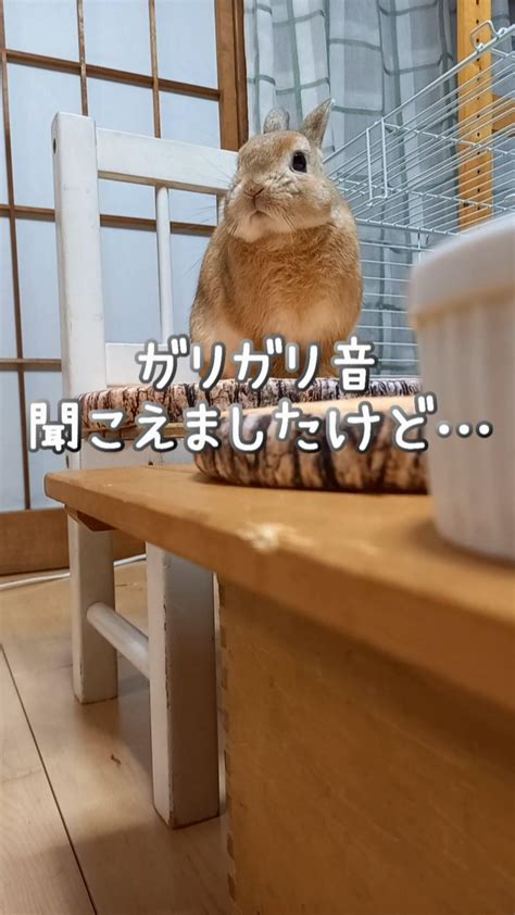 うさぎさんとのイタチごっこが発生しました うさぎカフェつかさのブログ