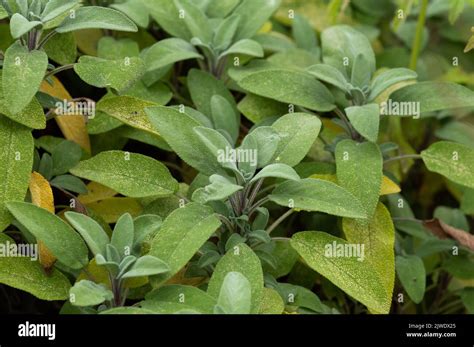 Sage Yellowing Leaves Hi Res Stock Photography And Images Alamy