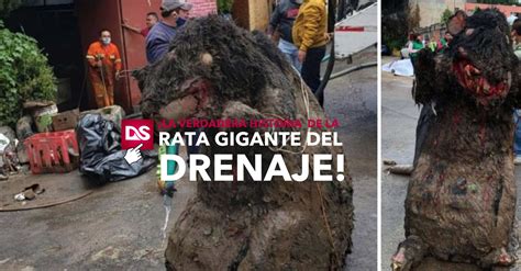 ¡esta Es La Verdadera Historia De La Rata Gigante En Drenaje De Cdmx