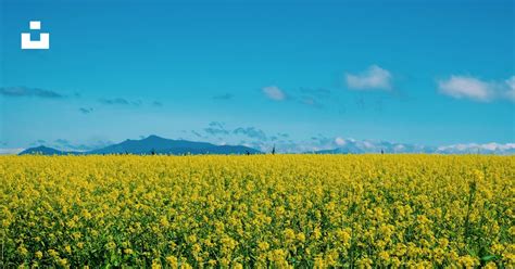 Yellow Flower Field Under Blue Sky During Daytime Photo Free Blue