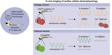 Optogenetic Sensors In The Zebrafish Heart A Novel In Vivo