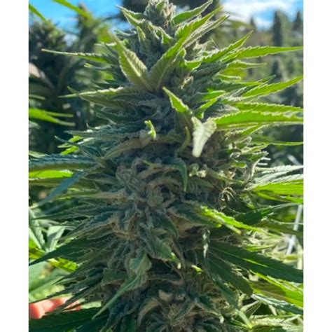 Auto Wedding Cake Cannabis Seeds Feminized