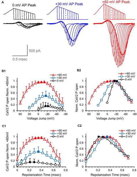 Effects Of Action Potential Amplitude On The Number Of Active Calcium