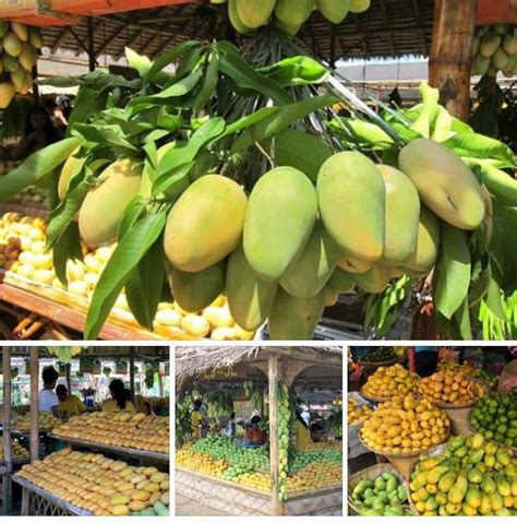 Help Luzon mango farmers by buying this season’s bumper crop ...