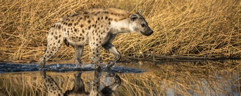 Hyenas of Africa: Unraveling their Vital Role in the Circle of Life ...