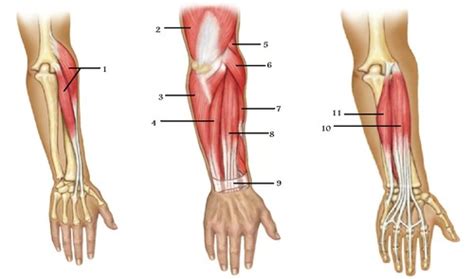 Muscles That Move The Hand Flashcards Quizlet