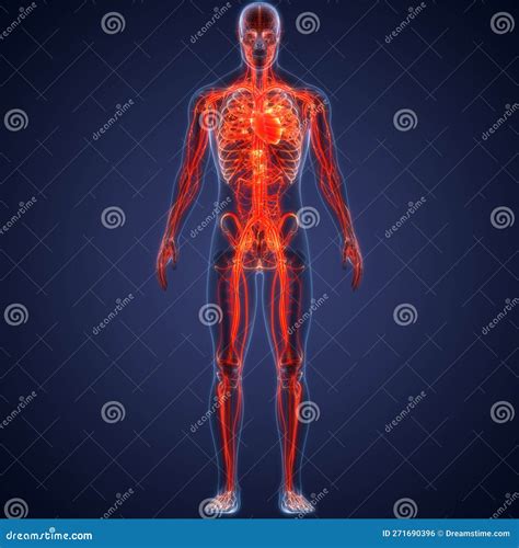 Human Internal Organs Circulatory System Heart Anatomy Stock