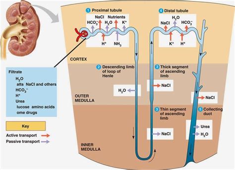 Blood Flow Through Nephron Diagram Nephron Parts Function It