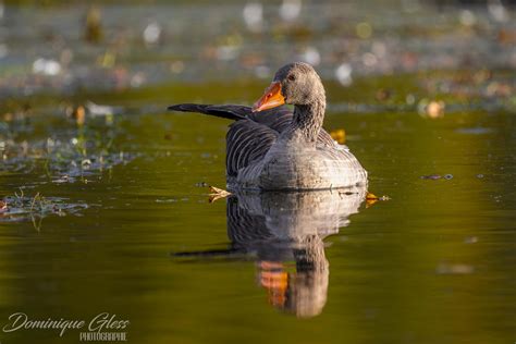 Oie cendrée Greylag goose Anser anser Un grand merci à t Flickr