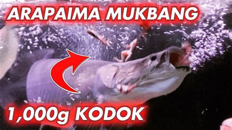 Megatank Ikan Predator Arapaima Mukbang G Kodok Sepuasnya Youtube