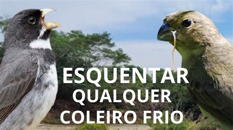 ESQUENTAR QUALQUER COLEIRO TUI TUI PURO ESQUENTAR COLEIRO TUI TUI