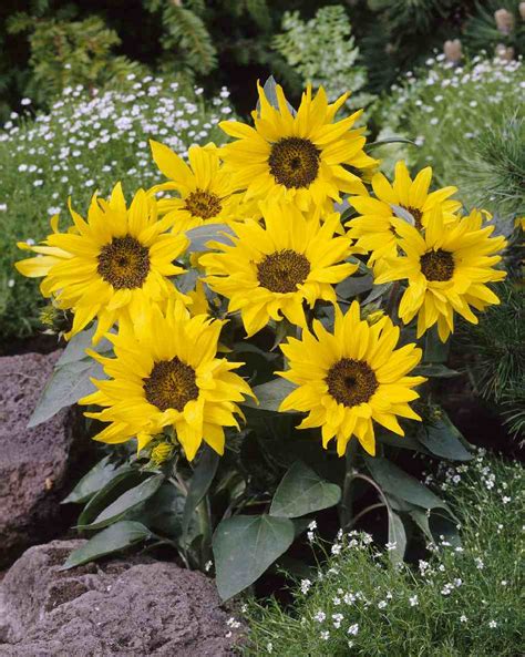 HELIANTHUS annuus PACINO COLA - Muller Seeds