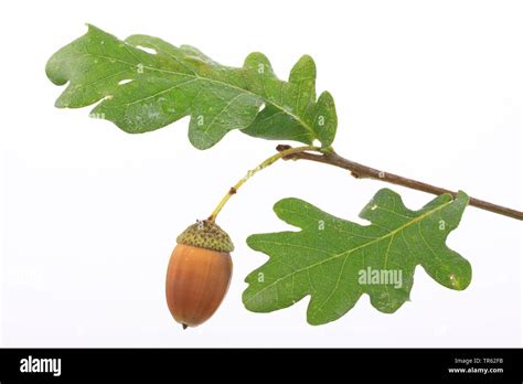 Common Oak Pedunculate Oak English Oak Quercus Robur Quercus