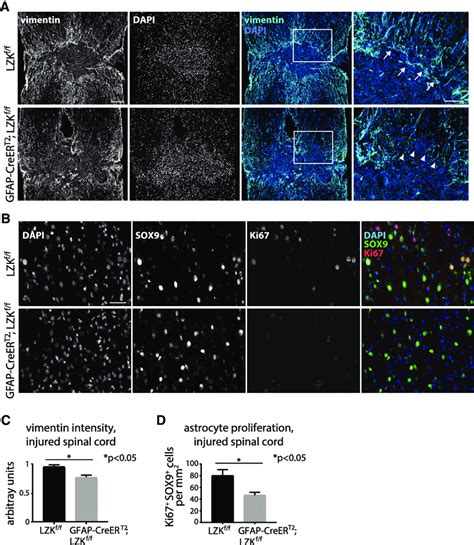 Lzk Deletion In Adult Astrocytes Reduced Astrogliosis In The Injured