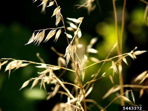 Wild Oat Avena Fatua