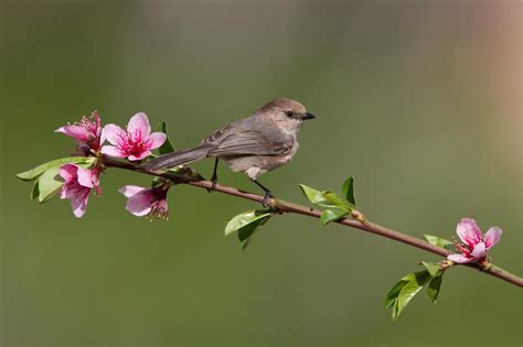 Birds On Flower Branches Hd Bird On A Flowering Tree Branch