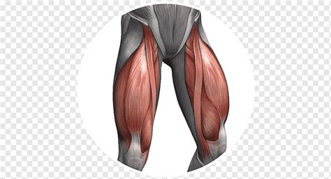 Musculo Cuadriceps