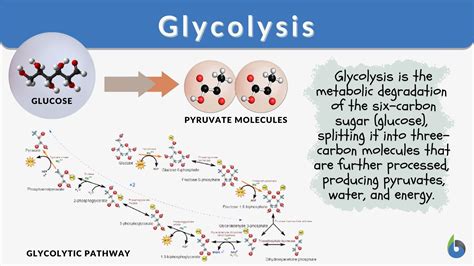 Products Of Glycolysis