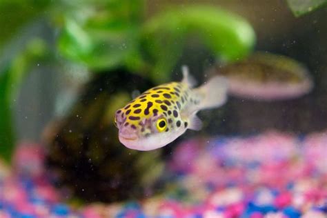 Green spotted puffer - Alchetron, The Free Social Encyclopedia