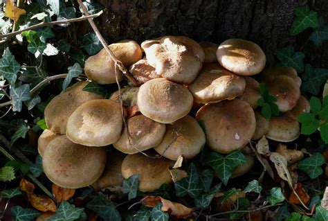 Honiggelber Hallimasch Honiggelber Hallimasch Armillaria Flickr