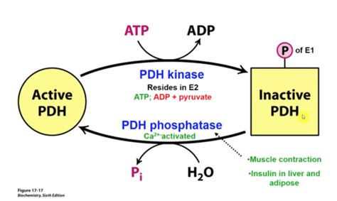 Lecture 14: The PDH Complex and TCA Cycle Flashcards | Quizlet