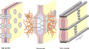 Category SVG Cell Junctions Wikimedia Commons