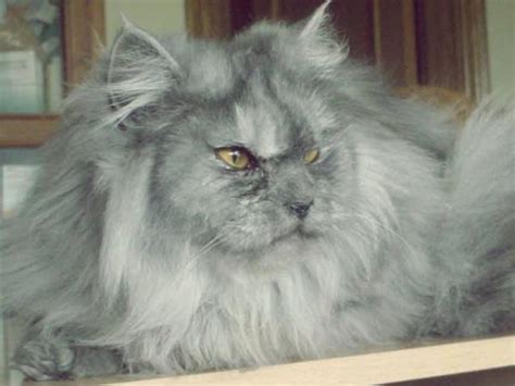 Gray persian cat – All About Cats. Magazine for Domestic Cat. Facts and ...