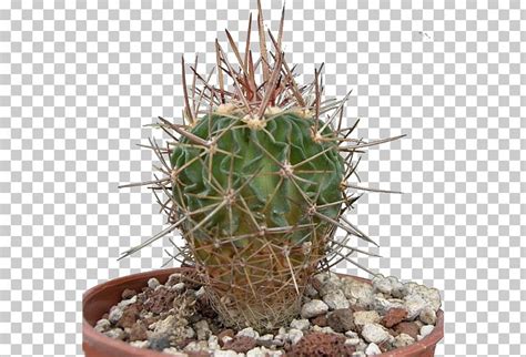 San Pedro Cactus Triangle Cactus Prickly Pear Flowerpot Cactaceae Png