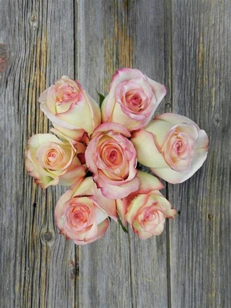 Wholesale Tormenta White And Pink Bi Color Rose Delivered Online