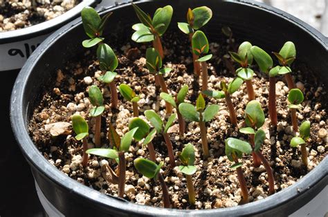 Can You Root Plumeria Cuttings In Water