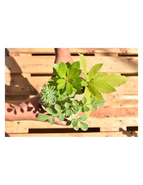 PACK of 6 LITTLE TREES