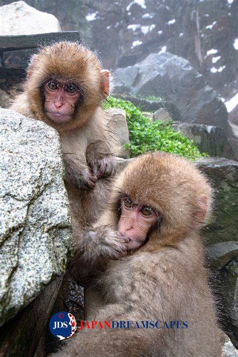 Adventure Filled Summer - Japan Snow Monkey Photo Tour - JAPAN DREAMSCAPES