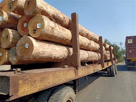 Brown New Zealand Pine Wood Logs For Furniture At Rs Cubic Feet In