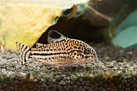 Keeping Cory Catfish Adorable Cory Species Care Tips Aquariadise