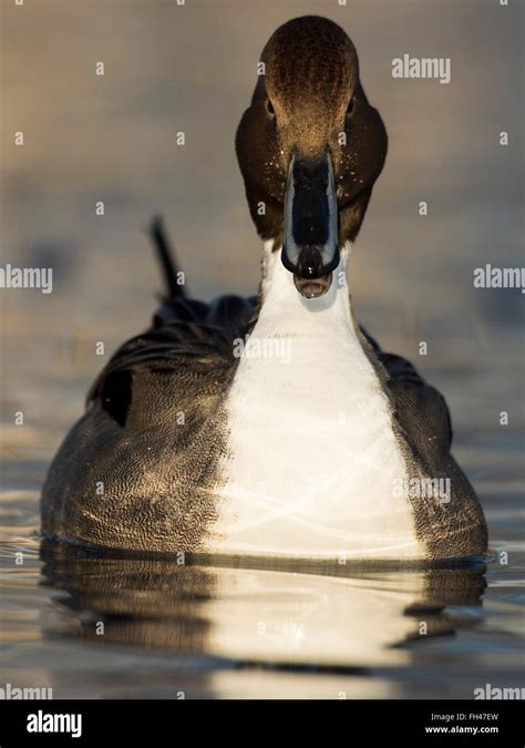 Drake Pintail Duck Stock Photo - Alamy