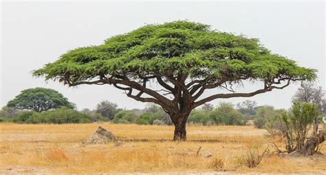 African umbrella acacia tree - a big bonsai :) | Acacia tree, African ...