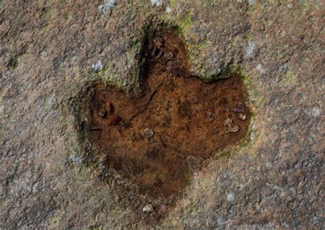 T Rex Footprint Stock Photos, Pictures & Royalty-Free Images - iStock