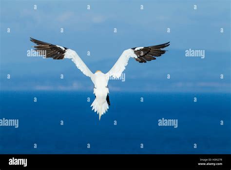 Northern Gannet Morus Bassanus Adult In Breeding Plumage Bass Rock