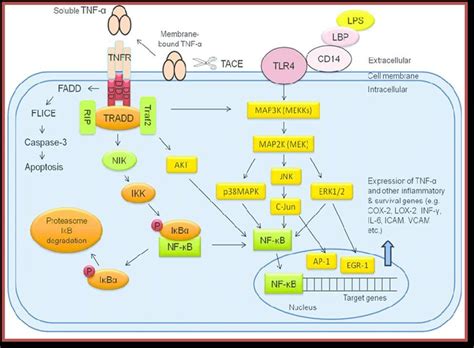 Tumor Necrosis Factor Alpha Signaling Pathway Muzamal Et Al 2012